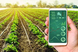 Accélération de la transformation numérique dans l’agriculture