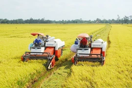 Exportation de riz du delta du Mékong en 2020