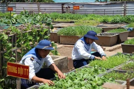 Des potagers verts à Truong Sa malgré les difficultés