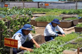 Des potagers verts à Truong Sa malgré les difficultés