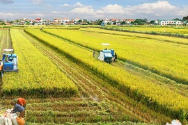 Création d’un groupe de travail sur les partenariats public-privé pour la filière riz