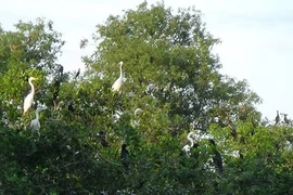 L’écotourisme au profit de la conservation des parcs des oiseaux à Ca Mau