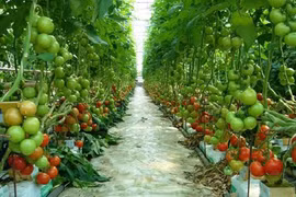 Vietnam-Japon: Accélérer la coopération commerciale dans le secteur agricole