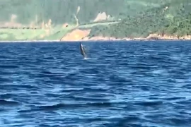 Des dauphins repérés au large de Da Nang