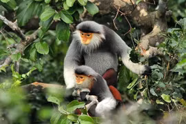 Thua Thien-Hue : un douc relâché dans la nature