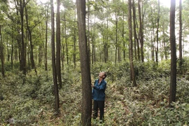 Bac Giang vise 16.000 hectares de forêts de production de bois en 2025