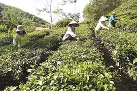 Les coopératives agricoles, plateformes de la croissance économique à Thanh Hoa