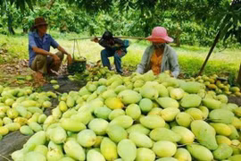 Les fruits locaux s'efforcent de reconquérir le marché national