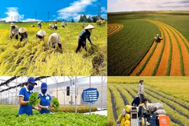 Hanoï : approbation d’une résolution pour encourager le développement agricole et rural 