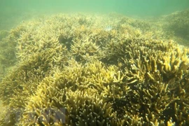 Ninh Thuan se concentre sur la conservation et le développement durable de la biodiversité marine