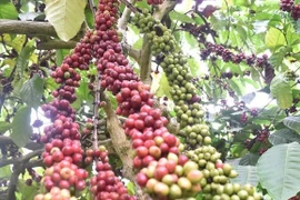 Améliorer 107.000 hectares de café entre 2021 et 2025