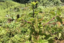 Le Vietnam pourrait exporter de gelée d’herbe vers la Chine