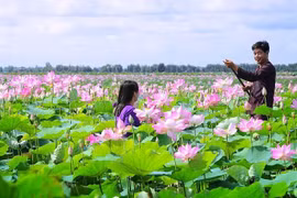 À Dông Thap Muoi, le lotus dans tous ses états 