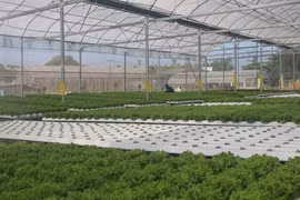Dà Nang promeut le développement des coopératives agricoles