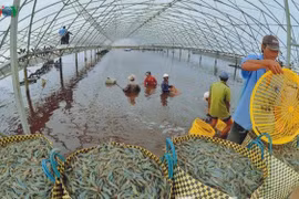 Le delta du Mékong table sur 1,1 million de tonnes de crevettes d’ici 2025