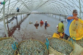 Le delta du Mékong table sur 1,1 million de tonnes de crevettes d’ici 2025