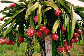 Vinh Phuc vise une agriculture moderne et durable
