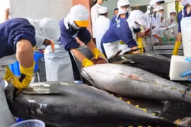 Les exportations du thon vers l’Italie augmentent de 18,7%