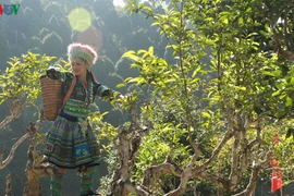 Thé Shan Tuyêt de Suôi Giàng, la quintessence de la montagne du Nord-Ouest