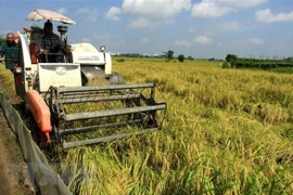 Le Vietnam s’emploie à assurer la sécurité alimentaire