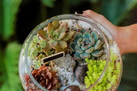 Le terrarium végétal enchante les jeunes