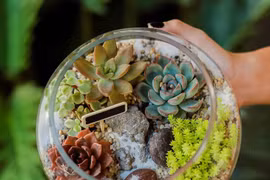 Le terrarium végétal enchante les jeunes