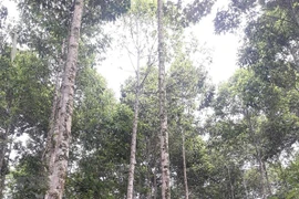 Quang Tri va développer 60.000 ha de forêts certifiées d'ici 2030