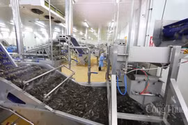 Bac Lieu: poursuite des soutiens aux entreprises de produits aquatiques