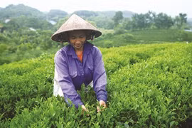 Le thé grand cru du village de Ven