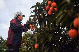 Le litchi vietnamien autorisé à l'exportation vers le Japon