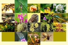 Le Vietnam face au défi du déclin de la biodiversité