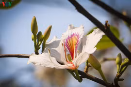 La bauhinie, une fleur typique du Nord-Ouest