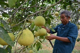 La province de Phu Tho valorise ses spécialités agricoles