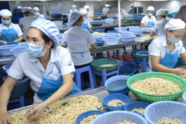 Filière nationale de la noix de cajou: deux records en 2019