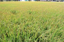 Les grands potentiels de riz parfumé du Vietnam dans l'UE