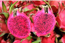Le fruit du dragon à chair rouge bientôt exporté vers le Japon