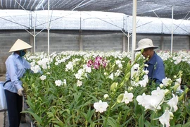 Le point sur la biotechnologie à Hô Chi Minh-Ville