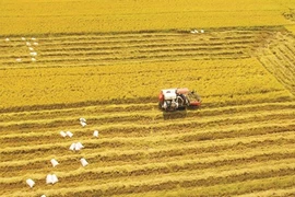 Le riz vietnamien arrive à maturité sur le marché mondial