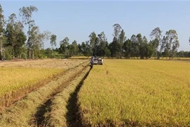 Le premier musée de l’agriculture à Vinh Long