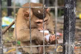 Le PM ordonne la suspension de l'importation d'animaux sauvages