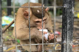 Le PM ordonne la suspension de l'importation d'animaux sauvages
