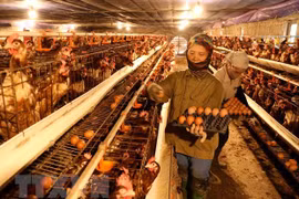 Le chef du gouvernement demande de renforcer les mesures de lutte contre la grippe A/H5N1