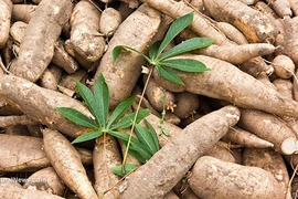 Le Vietnam exporte 685 millions de dollars de manioc et produits dérivés