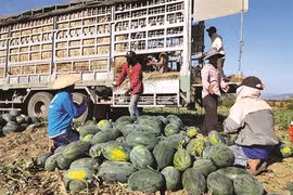 Promouvoir l’exportation des produits agricoles