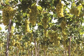 Des vignobles aux métiers traditionnels à Ninh Thuân 