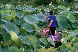 Le thé au lotus ou l’élégance hanoienne