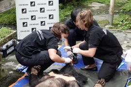 Deux ours noirs d’Asie captifs rejoignent leur nouvelle demeure