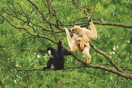 À la rescousse des animaux sauvages pris au piège
