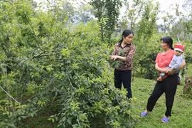 Protéger et développer le label "prune Tam Hoa Bac Hà"