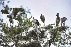 Tourisme expérientiel au Parc national de Tràm Chim